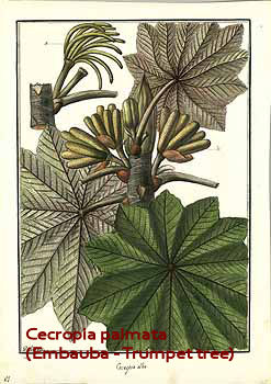 Cecropia palmata (Embauba - Trompet tree)
