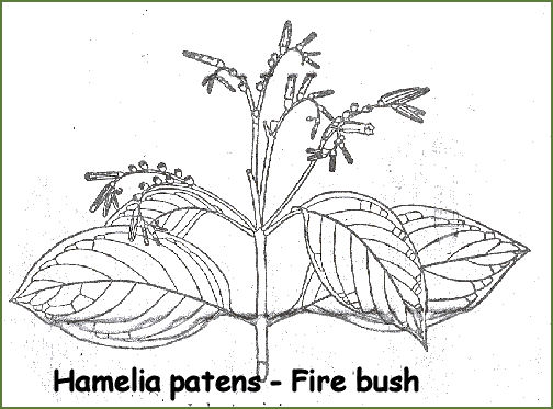 Hamelia patens - Fire bush