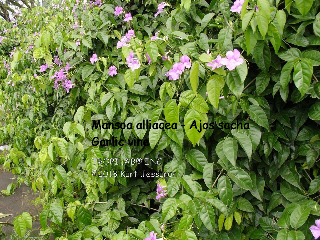 Mansoa alliacea - Ajos sacha or Garlic vine