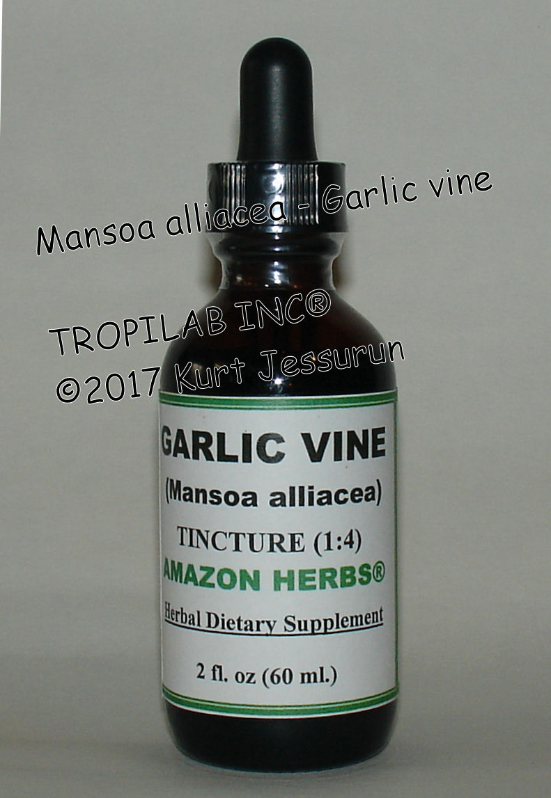 Mansoa alliacea - Ajos sacha or Garlic vine tincture