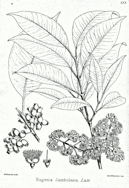 Syzygium cumini - Jamun