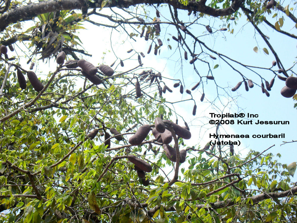 Hymenaea courbaril - Jatoba seedpods