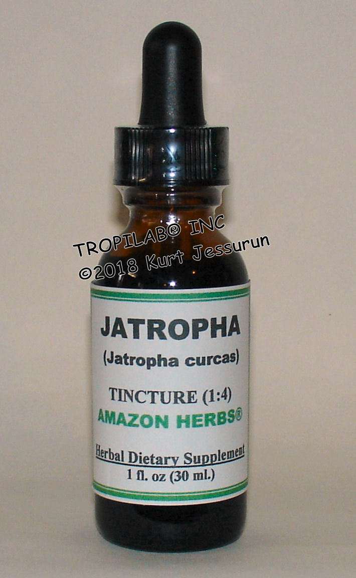Jatropha curcas - Physic nut tincture