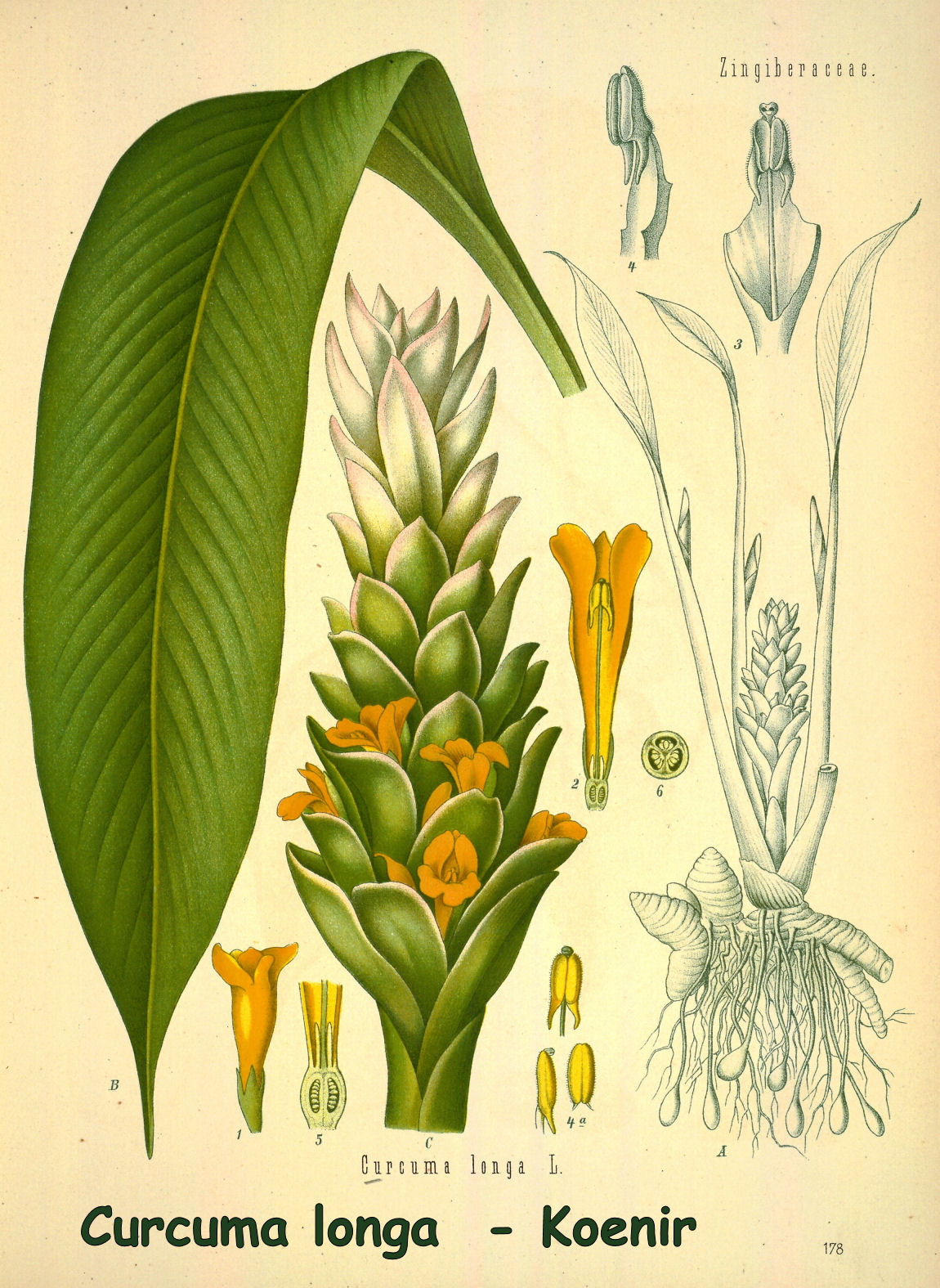 Curcuma longa - Koenir