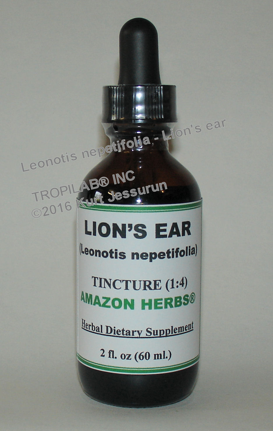Leonotis nepetifolia - Lion's ear tincture