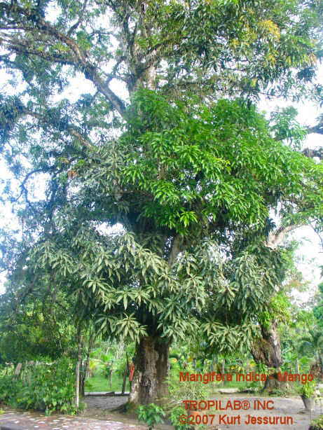 Mangifera indica tree - Mango