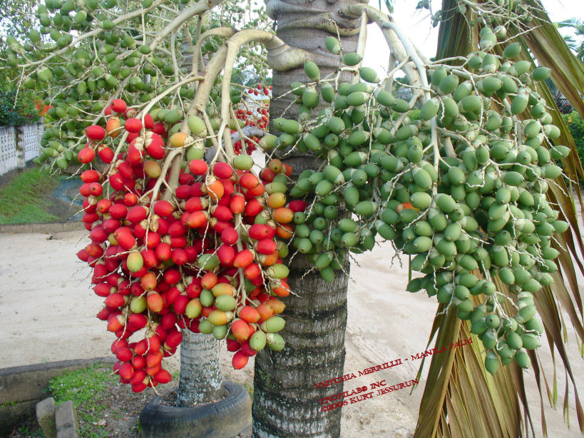 Veitchia merrillii - Manilapalm fruits