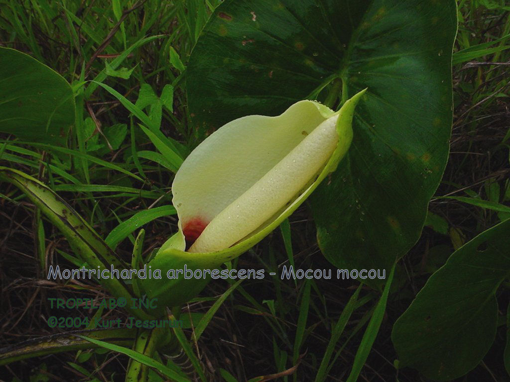 Montrichardia arborescens - Mocou mocou flower