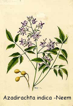 Neem (Azadirachta indica)