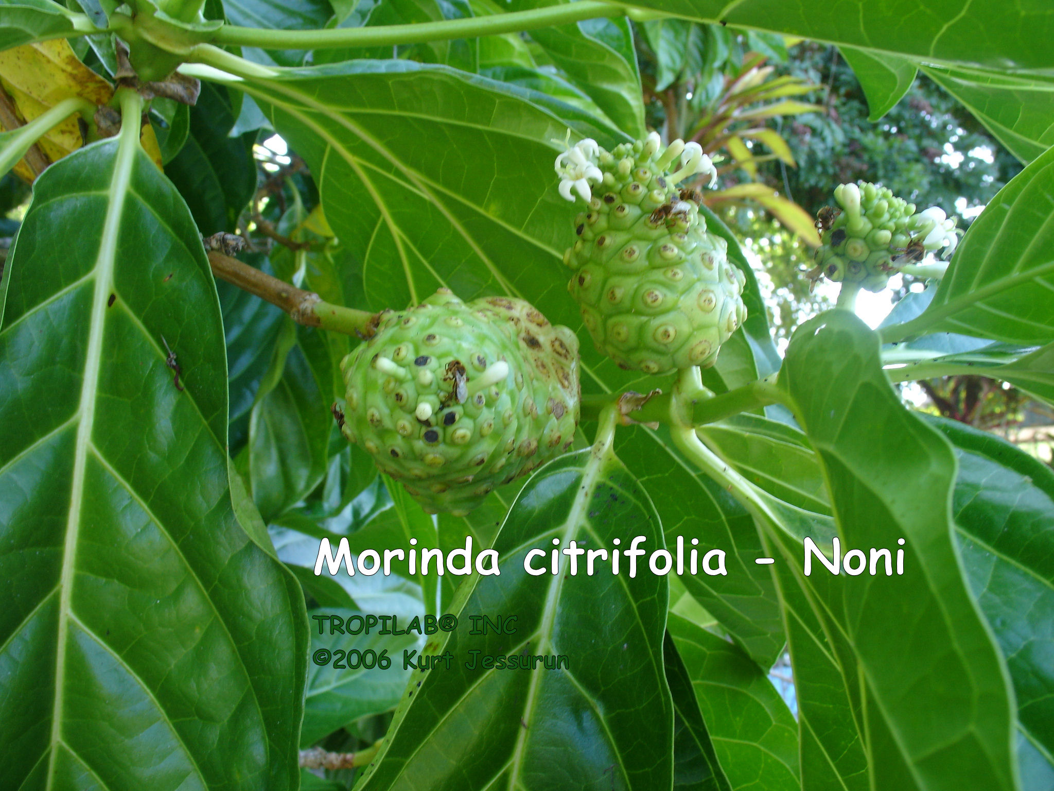 Morinda citrifolia - Noni young fruits