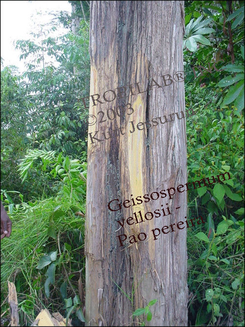 Geissospermum vellosii-Pao pereira tree. Used as an alternative therapy for many cancers; alone or in combination with cancer
 drugs. The extract from the bitter inner-bark, seems to effectively suppress the proliferation of HIV, herpes viruses, cancer and leukemia cells