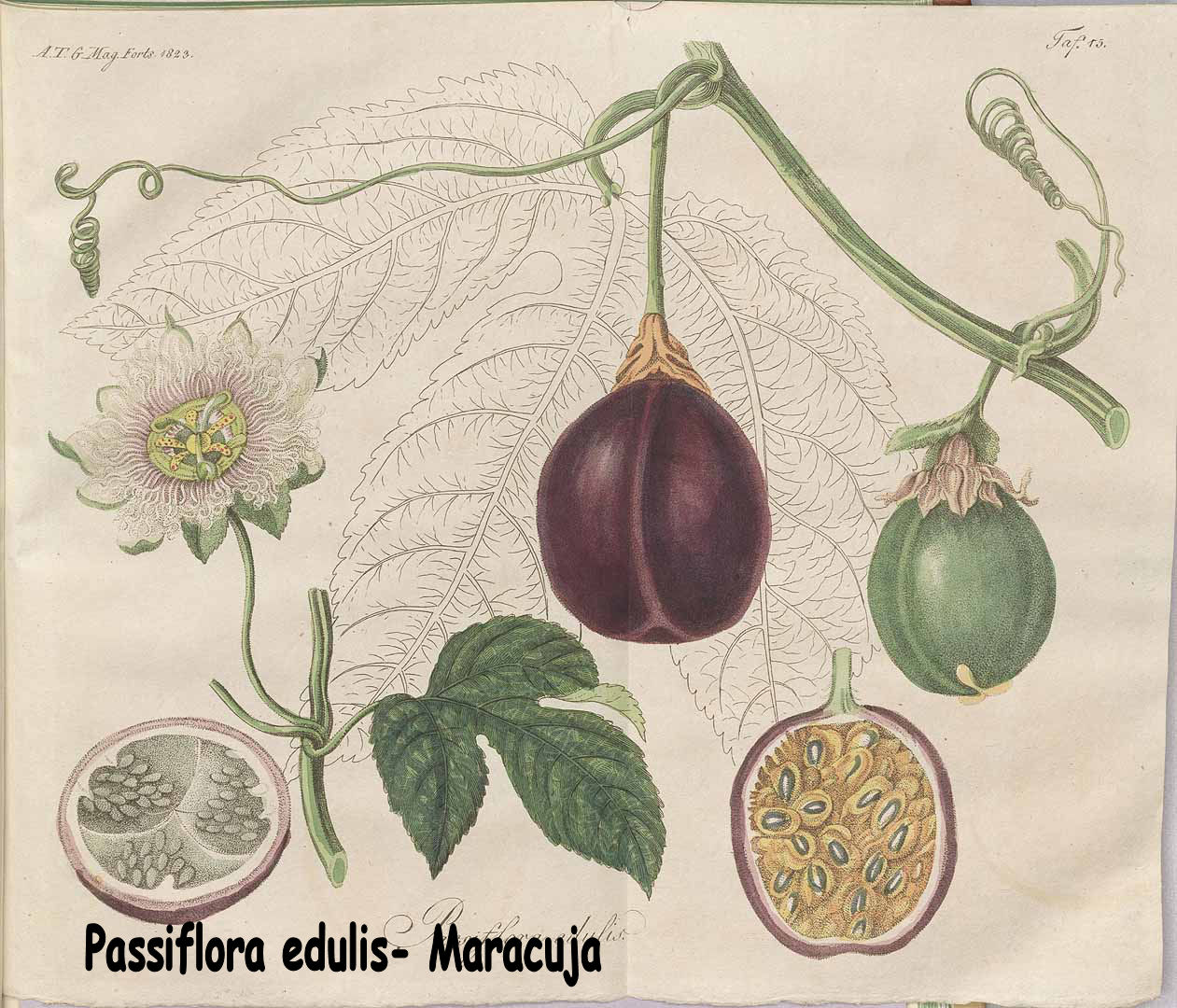 Passiflora edulis - Maracuja