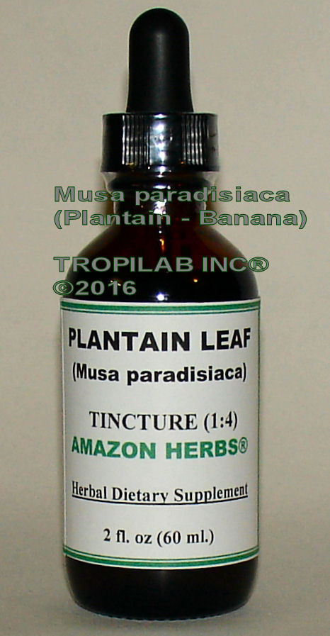 Musa paradisiaca (Plantain leaf) tincture