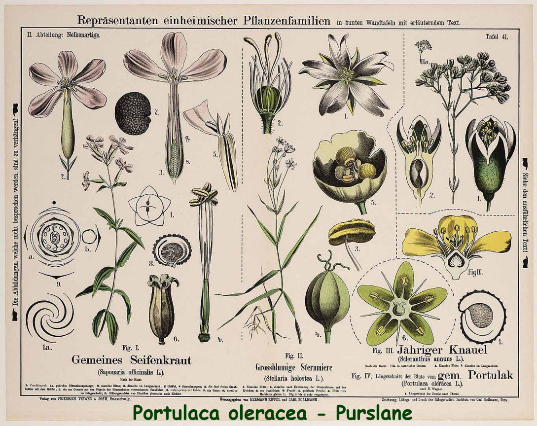 Portulaca oleracea - Purslane
