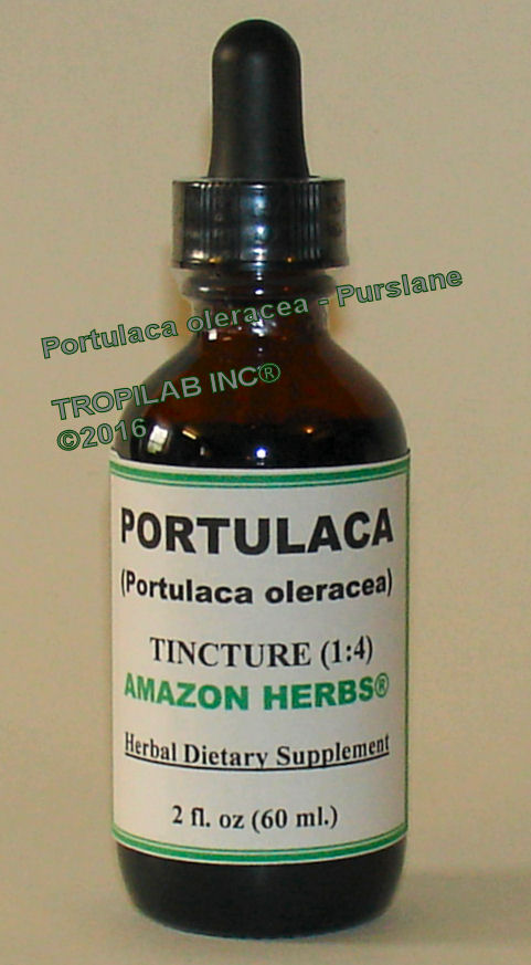 Portulaca oleracea (Purslane) tincture - Tropilab. Portulaca oleracea is a great source of antioxidants
