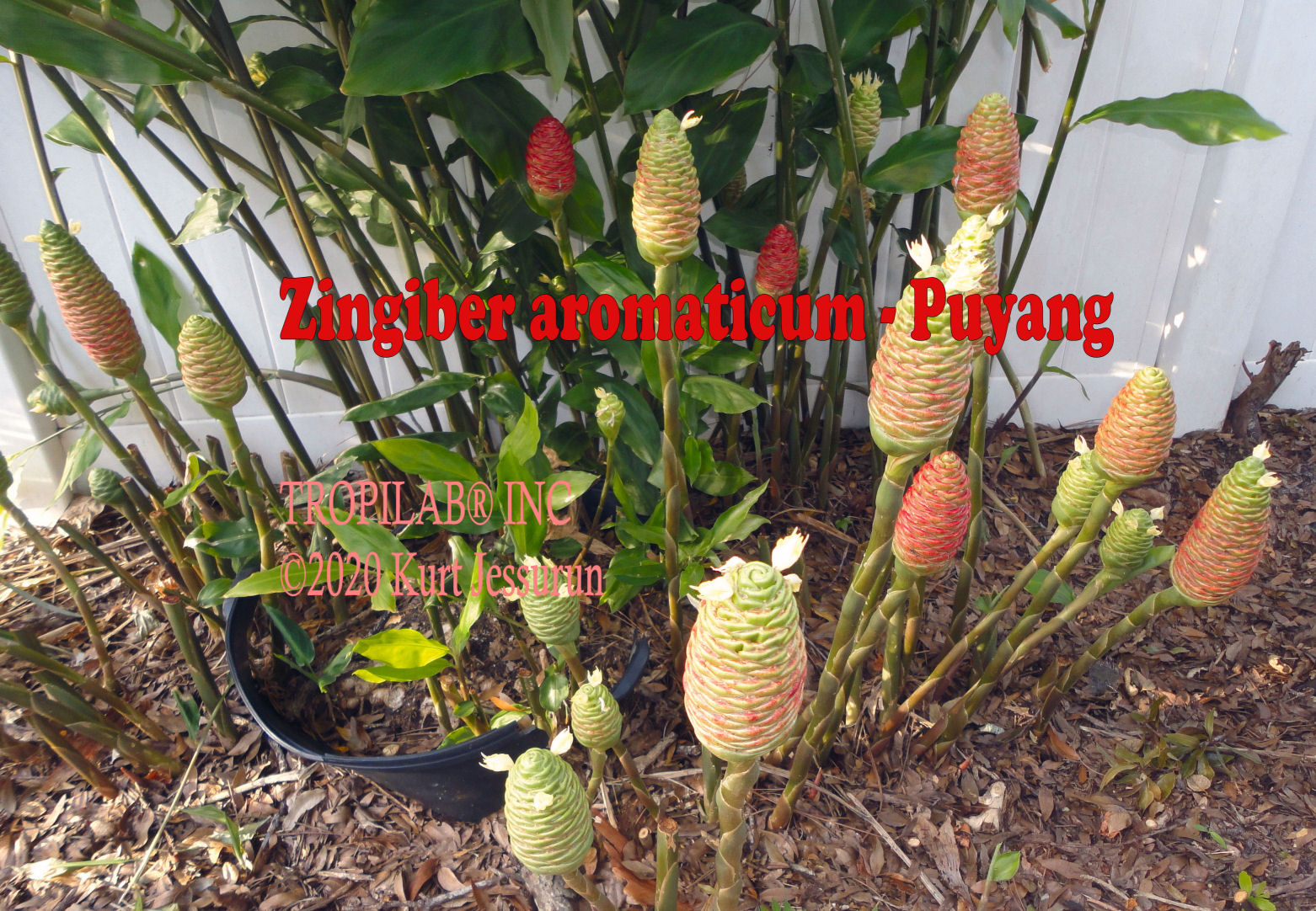 Zingiber aromaticum - Puyang plant with flowers (Tropilab)