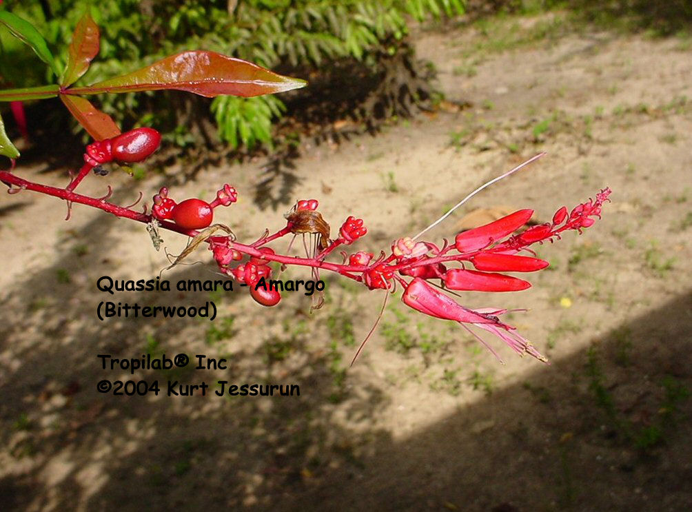 Quassia amara seeds and flowers - Tropilab