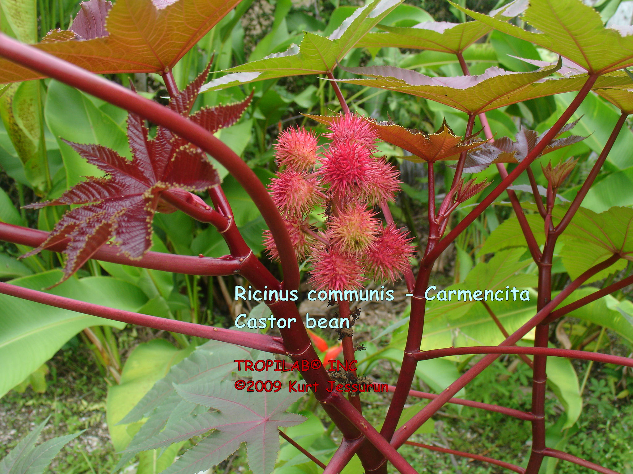 Ricinus communis Carmencita - Castor bean