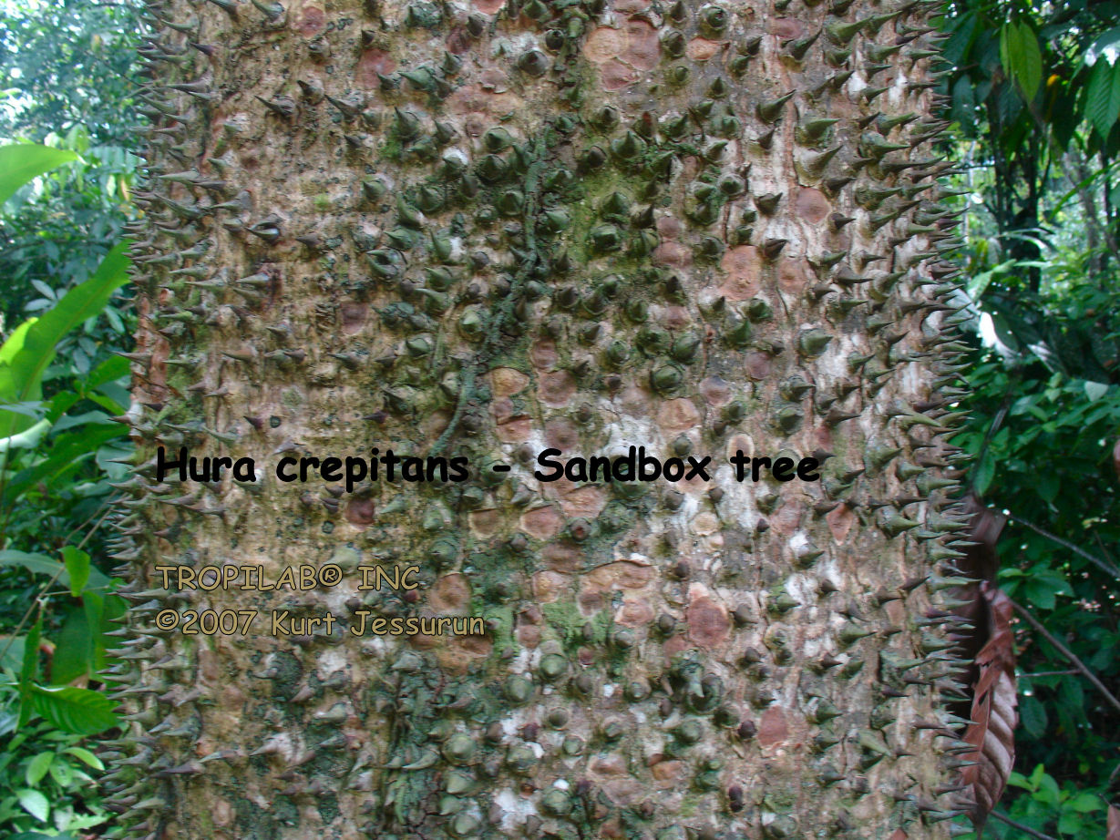Hura crepitans - sandbox tree stem