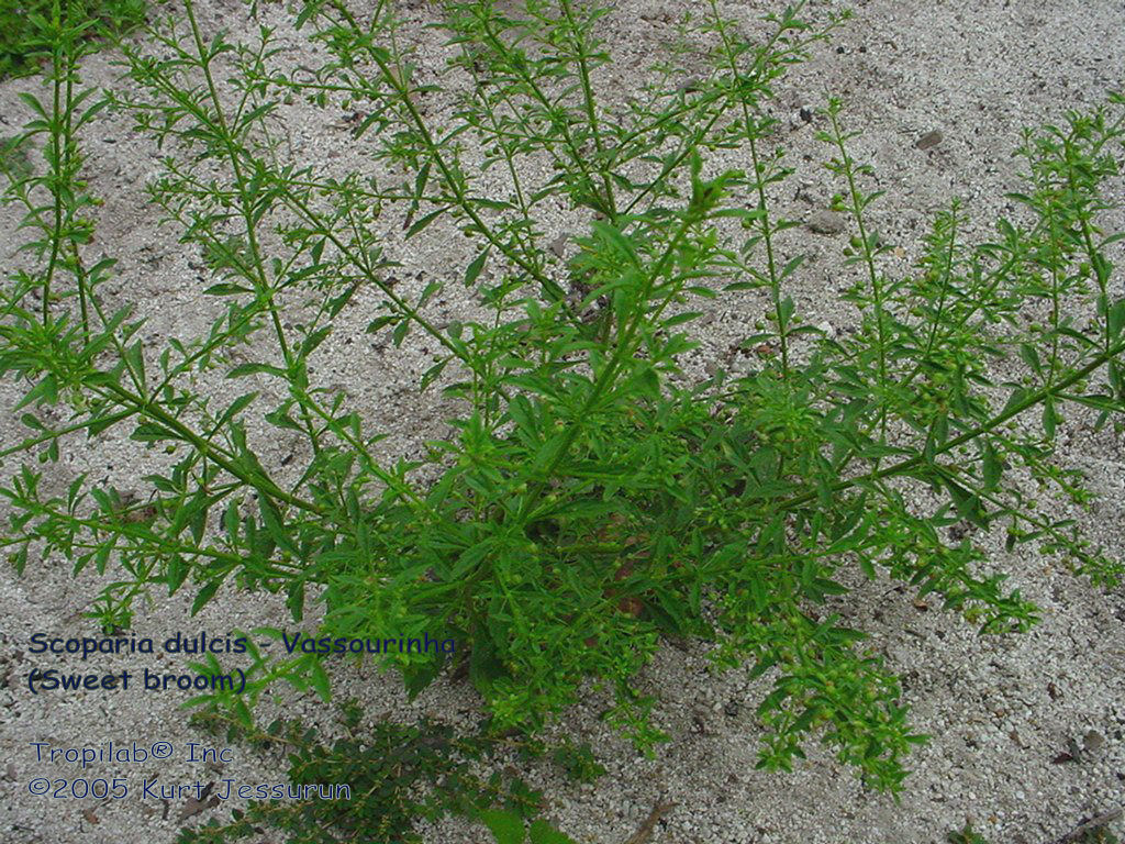 Scoparia dulcis - Vassourinha