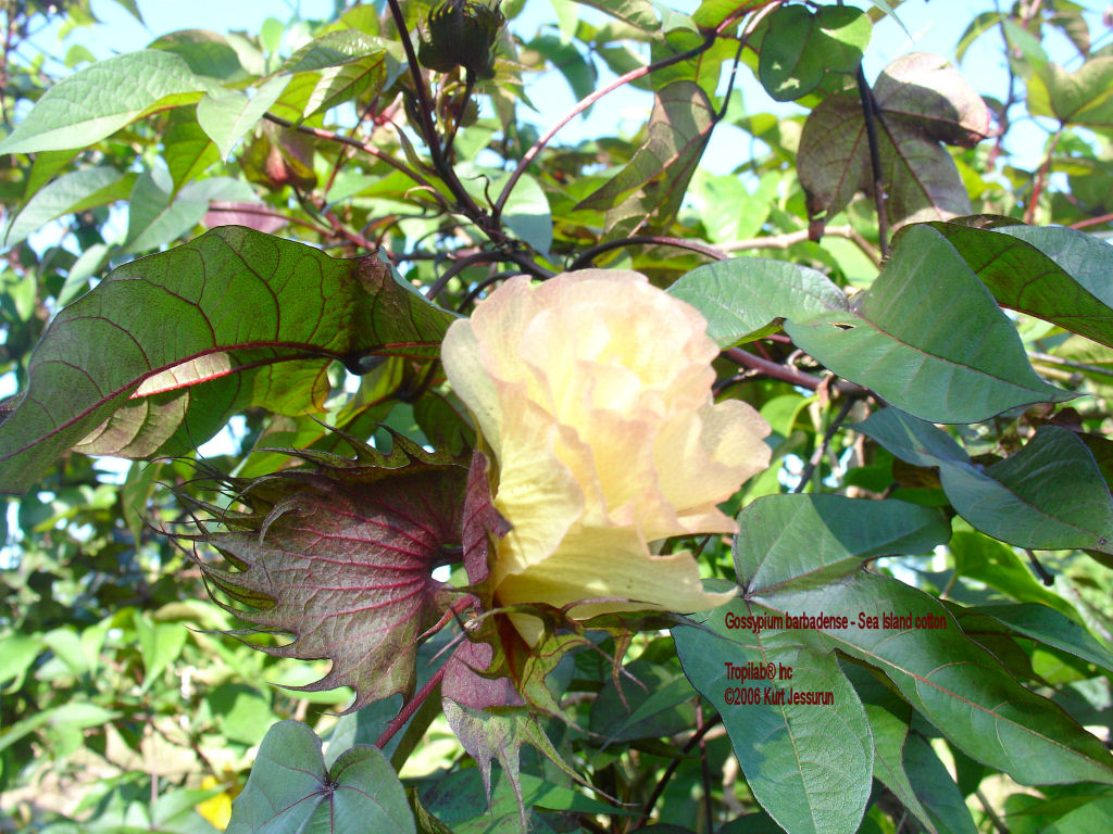 Gossypium barbadense - Sea Island cotton flower
