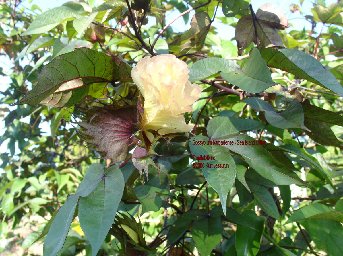 Gossypium barbadense flower