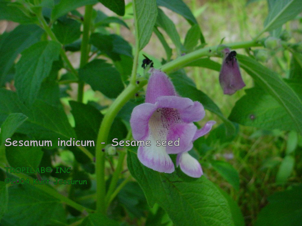 Sesamum indicum - Sesame seed