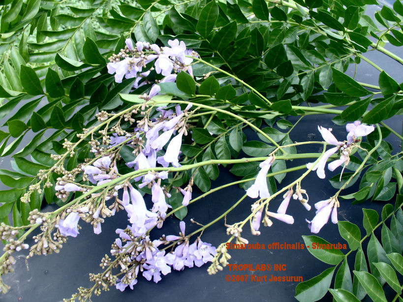 Simarouba officinalis - Simaruba flowers