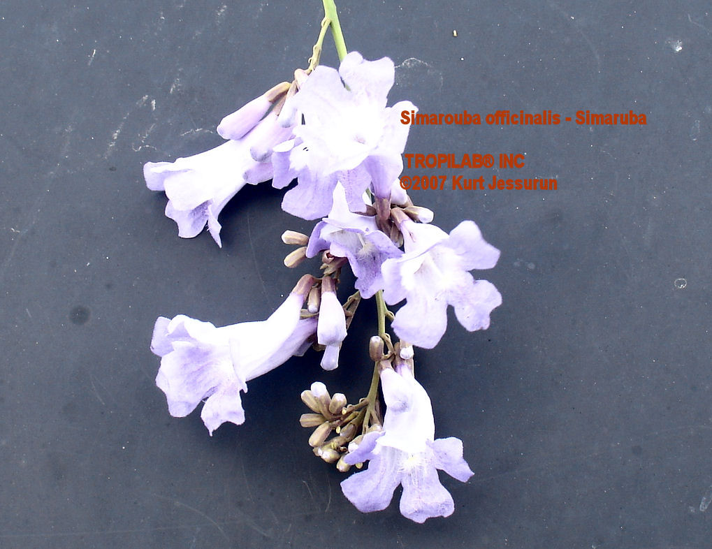 Simarouba officinalis - Simaruba flowers