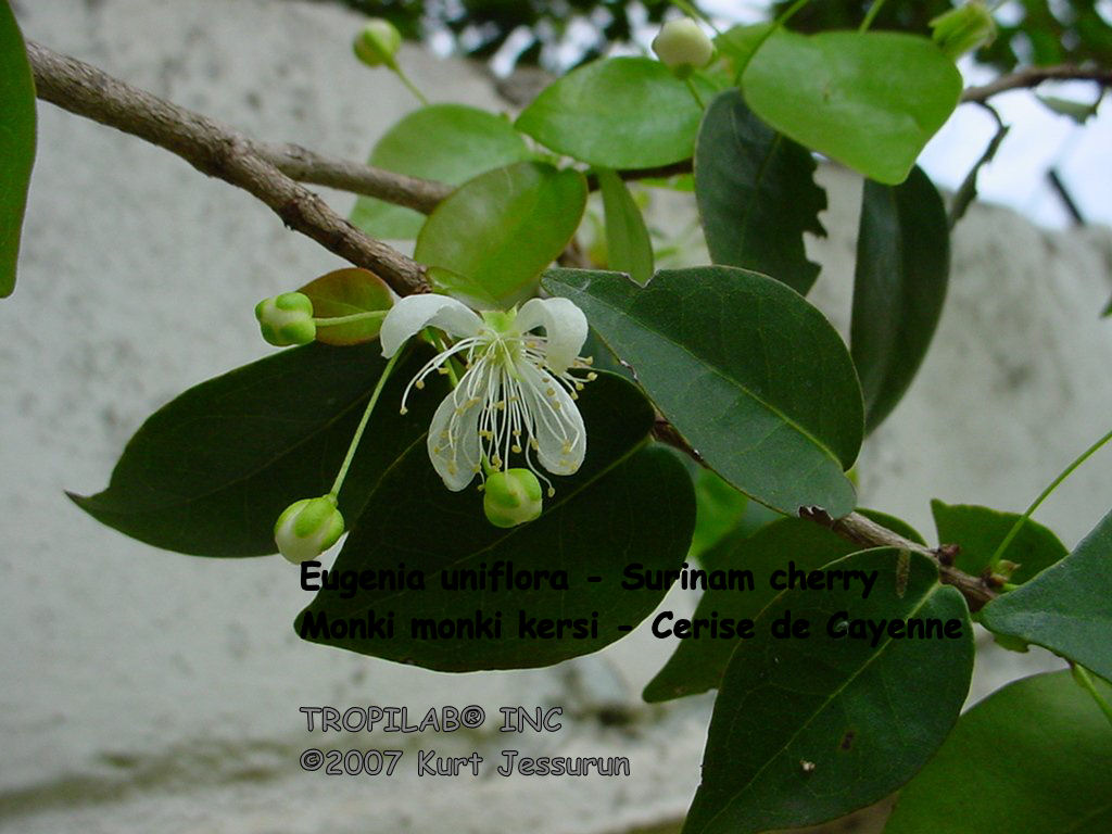 Eugenia uniflora - Surinam cherry flower