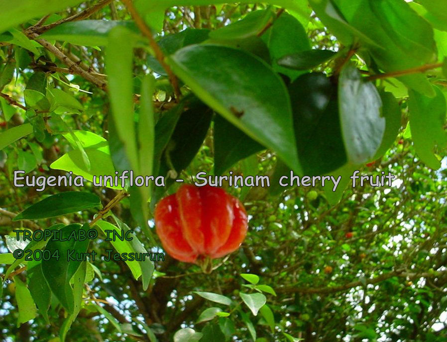 Eugenia uniflora - Surinam cherry fruit