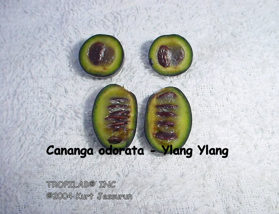 Cananga odorata - Ylang Ylang seeds