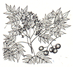 Melia azedarach - Chinaberry tree
