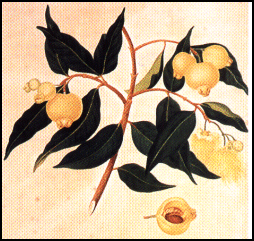 Syzygium jambos - Rose apple