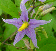 Torvum flower